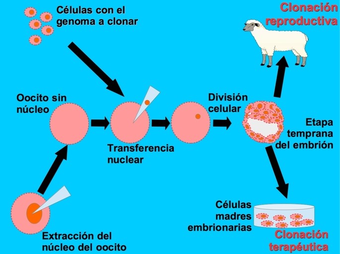 tipos de clonación terapéutica reproductiva
