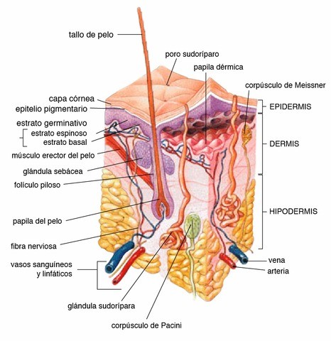 corte transversal de la piel humana