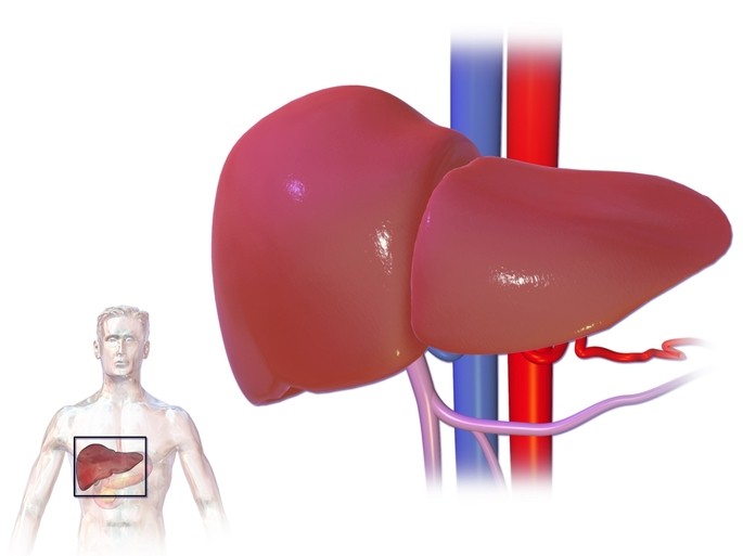 higado organo del cuerpo humano