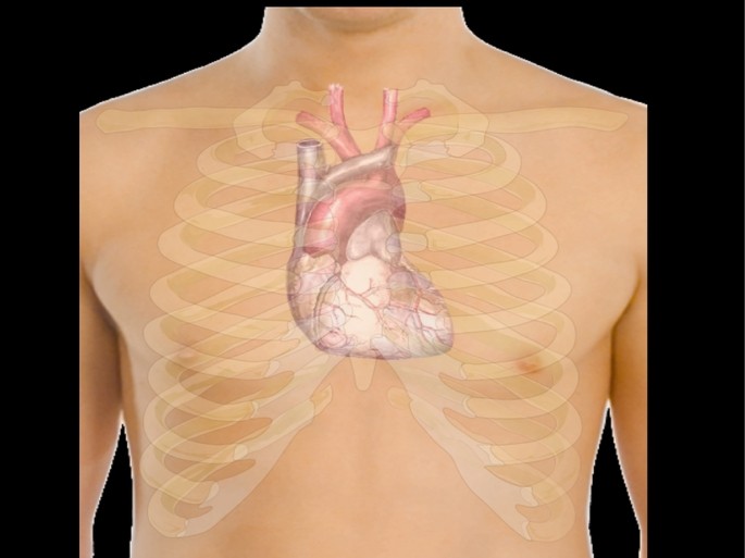 corazon organos del cuerpo humano