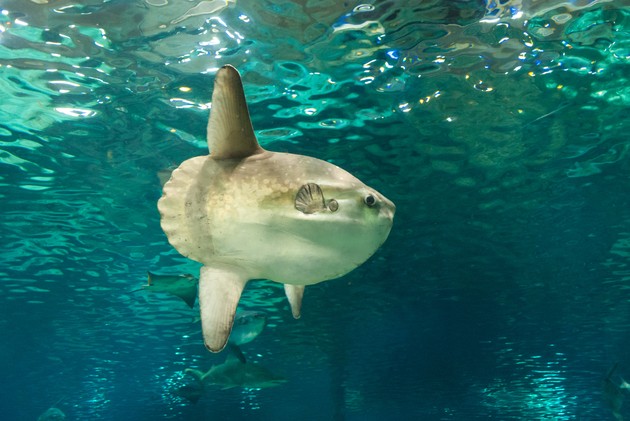 Mola mola