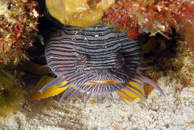 Sanopus splendidus