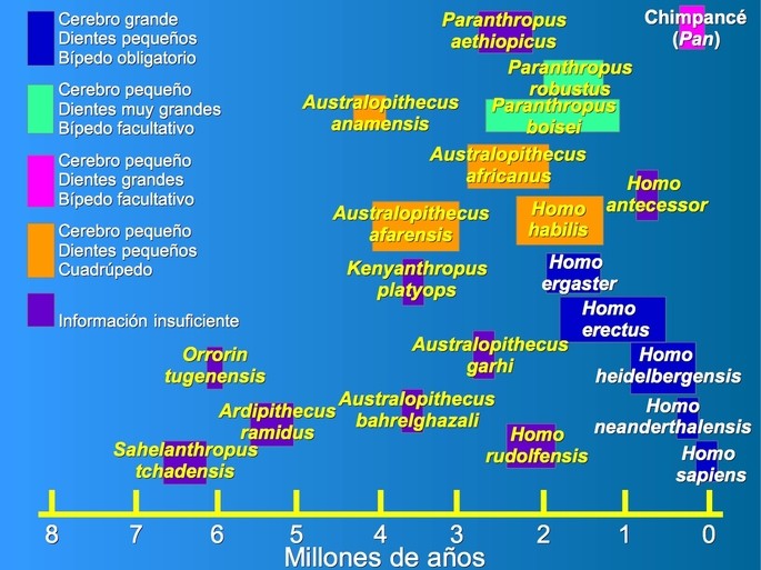 linea del tiempo de la evolucion humana