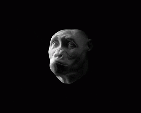 evolucion de craneo y cara evolución humana