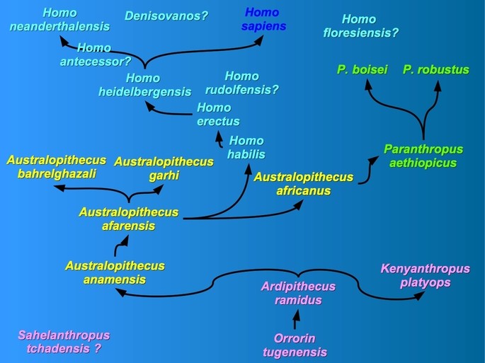 árbol evolutivo de la especie humana
