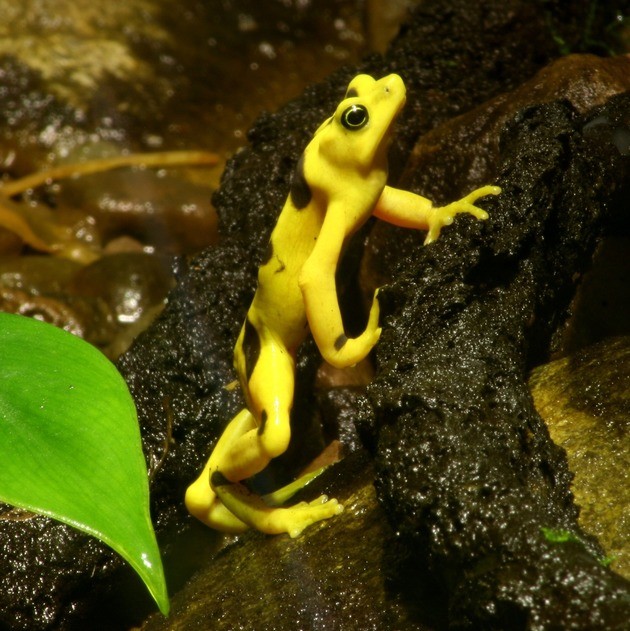 rana dorada panameña