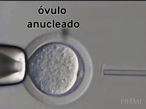 clonacion por transferencia nuclear