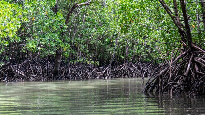 humedales de manglar ecosistema tropical
