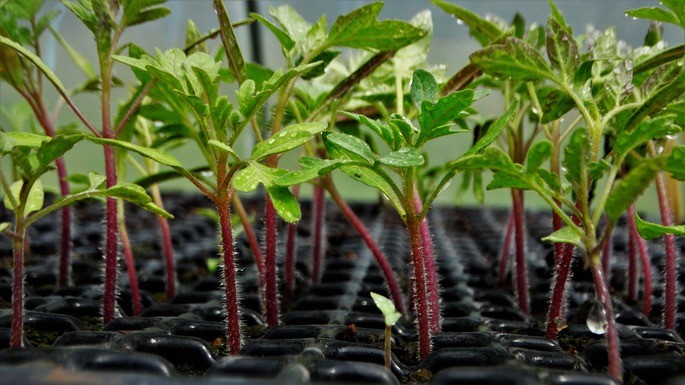 plantas de tomate