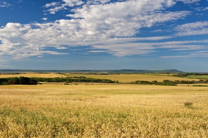 imagen de ecosistema de pradera