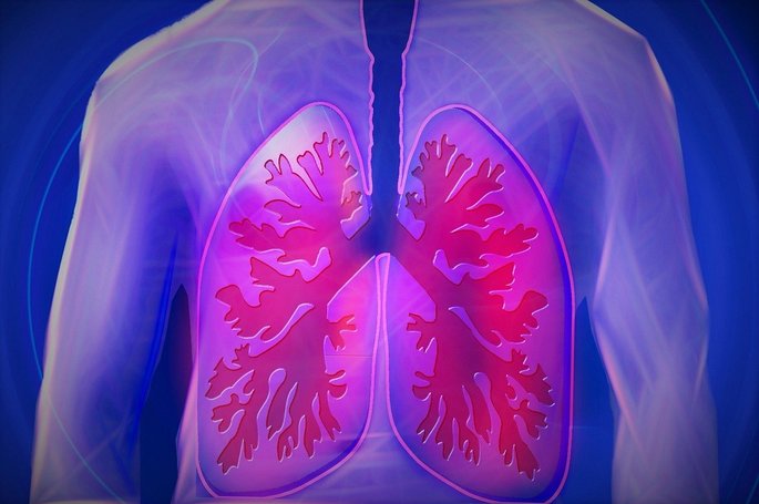 pulmones organos del cuerpo humano