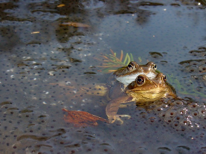 fertilizacion externa ranas reproduccion sexual