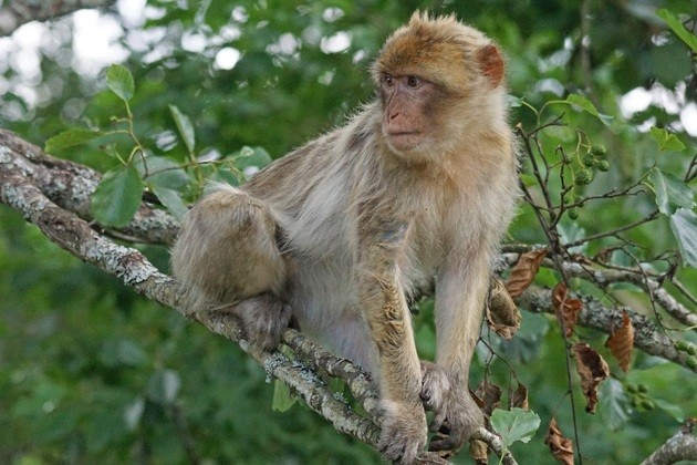 Macaca sylvanus